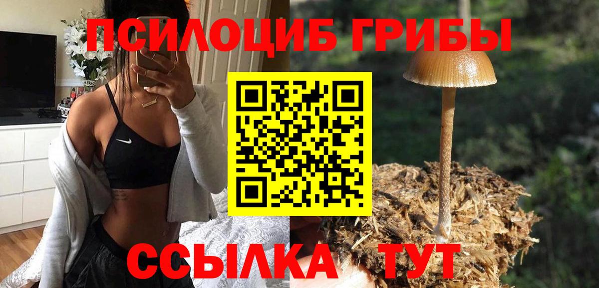 Галлюциногенные грибы Psilocybe  Вход с VPN  Качканар 